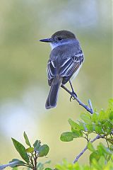 La Sagra's Flycatcher